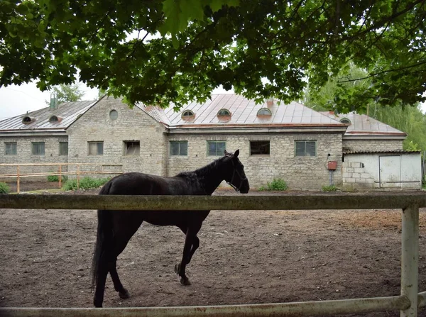 Cavalo Negro Hipódromo Tallinn Estónia — Fotografia de Stock