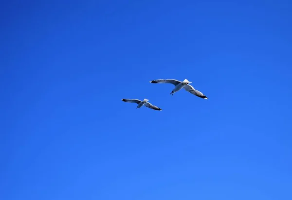 Птичий Полет Голубом Небе — стоковое фото