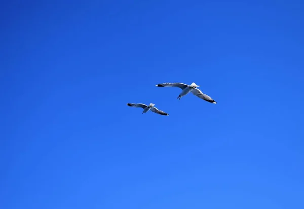 Mavi Gökyüzünde Kuş Uçuşu — Stok fotoğraf