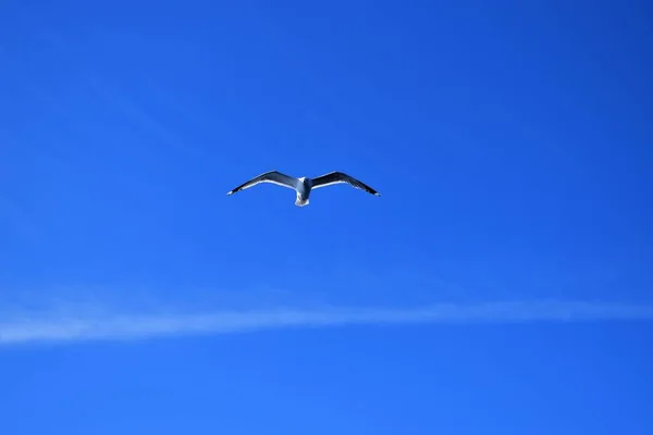 Lot Ptaka Błękitnym Niebie — Zdjęcie stockowe