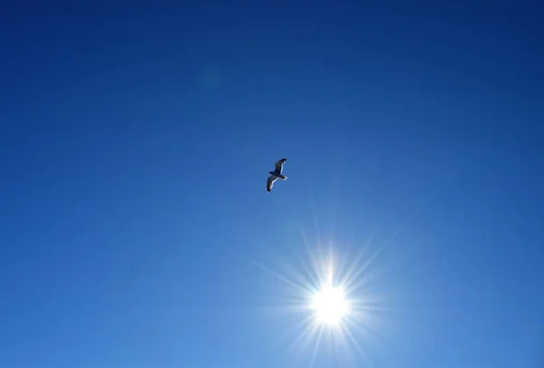 Fågelflygning Den Blå Himlen — Stockfoto