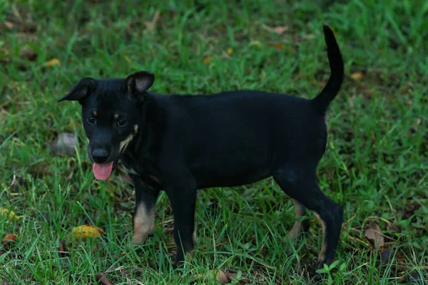 タイのバンカウイ犬子犬 — ストック写真