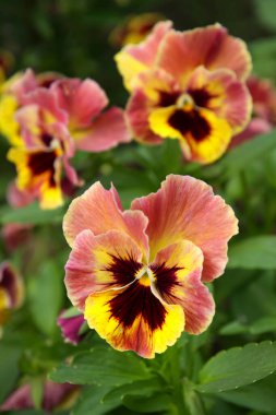 Çiçekçi hanım bahçeyi kapatıyor.