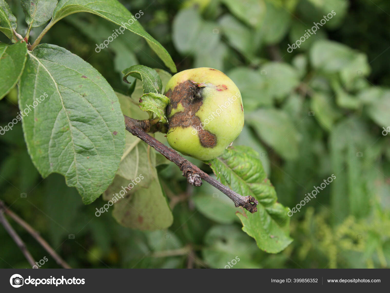 Fungal Disease Apple Trees Scab — Stock Photo © OliaWhite 399856352