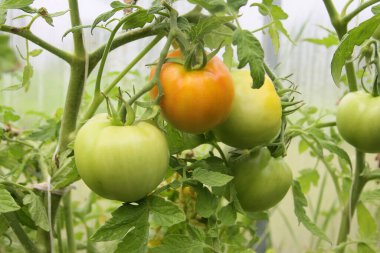 Yeşil domates hasadı serada