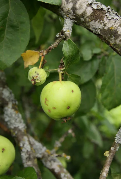 Malattia Fungina Degli Alberi Mele Scab — Foto Stock