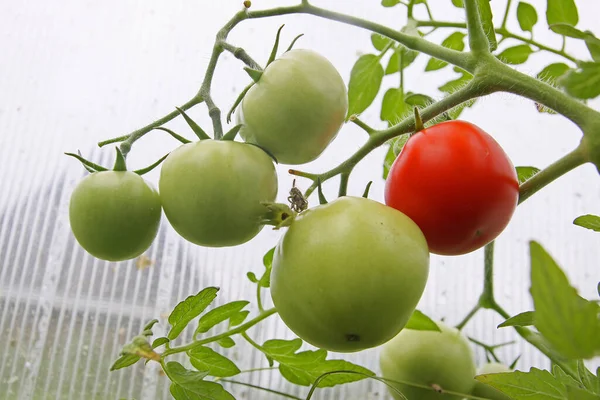 Cosecha Tomate Invernadero —  Fotos de Stock