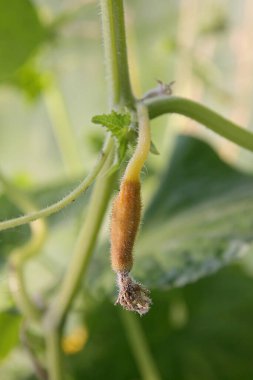 Salatalıkların yumurtalıkları serada çürür. Salatalık hastalıkları