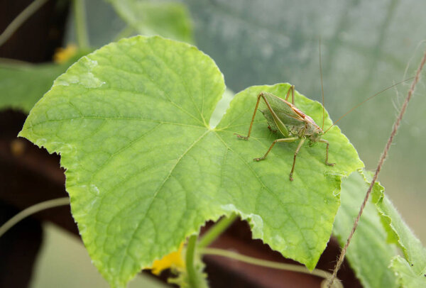 ucumber pests, grasshopper on a cucumber leaf close up