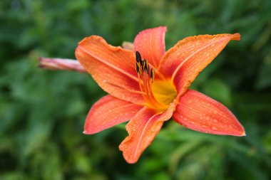 Bahçedeki Lily Bahçeyi kapat