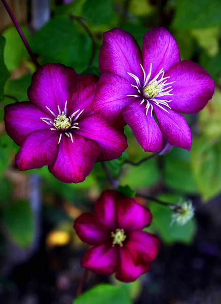 Clematis Rose Fleur Dans Jardin Gros Plan — Photo