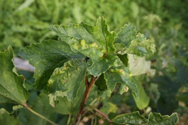 kıvrımlı kuşüzümü yaprakları, kuş üzümü hastalıkları