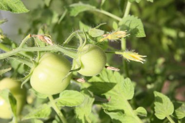 Bahçedeki serada yeşil domatesler
