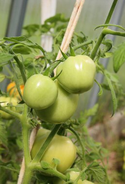 Bahçedeki serada yeşil domatesler