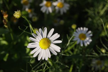 Yazın papatya çayı yakın plan.