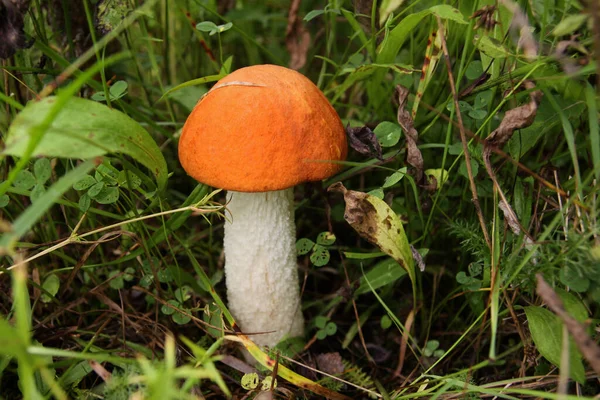 Cogumelo Cresce Floresta Sob Álamo Perto — Fotografia de Stock