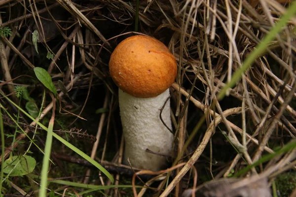 Paddestoel Groeit Het Bos Onder Aspen Van Dichtbij — Stockfoto