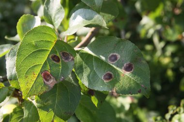 Elma yapraklarındaki lekeler, elma ağaçlarındaki hastalıklar