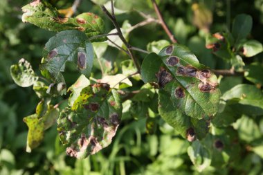 Elma yapraklarındaki lekeler, elma ağaçlarındaki hastalıklar