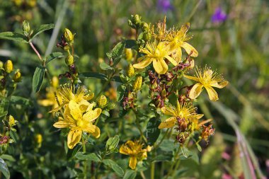 Güneşli bir günde çiçek açan Hypericum.