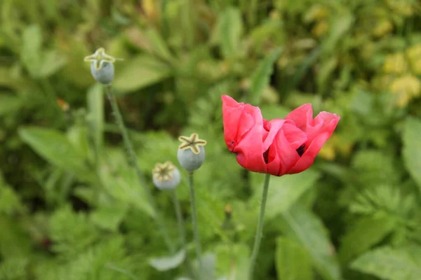 Papaver Somniferum Dans Jardin Close Pavots — Photo