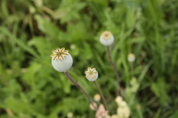 Papaver Somniferum Dans Jardin Close Pavots — Photo