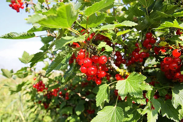 Červený Rybíz Větvích Zahradě Zavřít — Stock fotografie