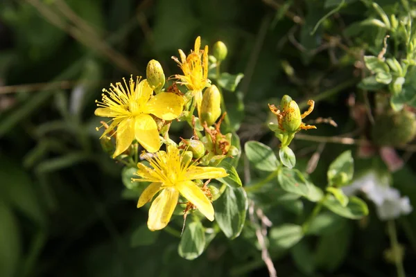 Ανθισμένα Hypericum Μια Ηλιόλουστη Μέρα Close — Φωτογραφία Αρχείου