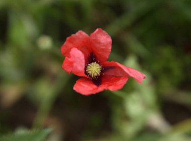 Çiçek açan kırmızı gelincik çiçeği yakın