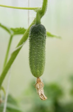 Bir serada salatalık yetiştiriyor.