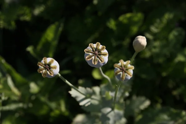 Papaver Somniferum Στον Κήπο Από Κοντά Κεφάλια Παπαρούνας Στο Καλοκαιρινό — Φωτογραφία Αρχείου