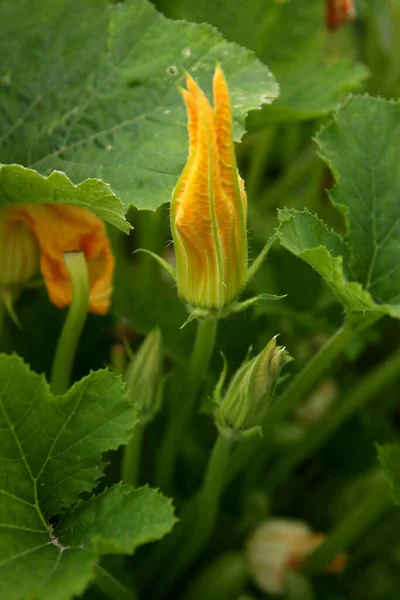 Φυτό Κολοκυθιού Λουλούδι Κολοκυθιού Καλλιέργεια Πράσινου Μυελού — Φωτογραφία Αρχείου