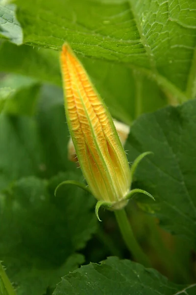 Planta Abobrinha Flor Abobrinha Crescimento Tutano Vegetal Verde — Fotografia de Stock