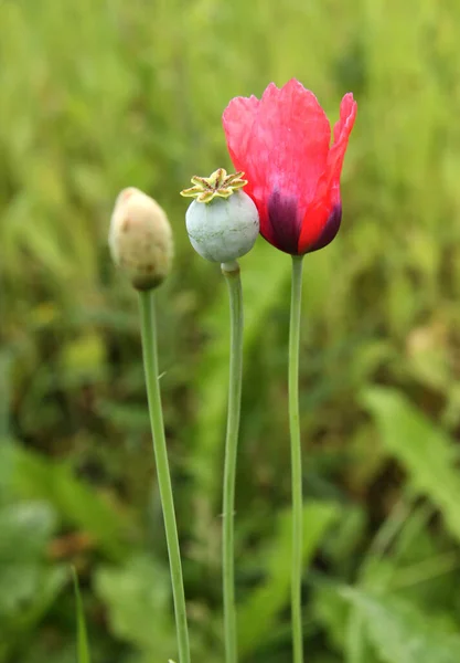 Papaver Somniferum Trädgården Närbild Vallmo — Stockfoto