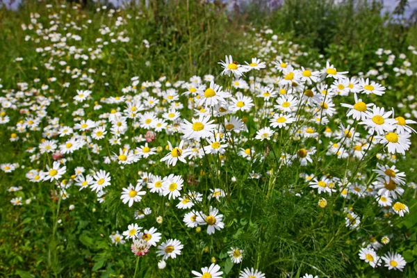 Blooming Chamomile Medicinal Plant Summer Field — Stock Photo, Image