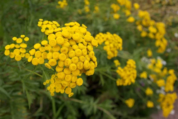 Żółty Tansy Lecie — Zdjęcie stockowe