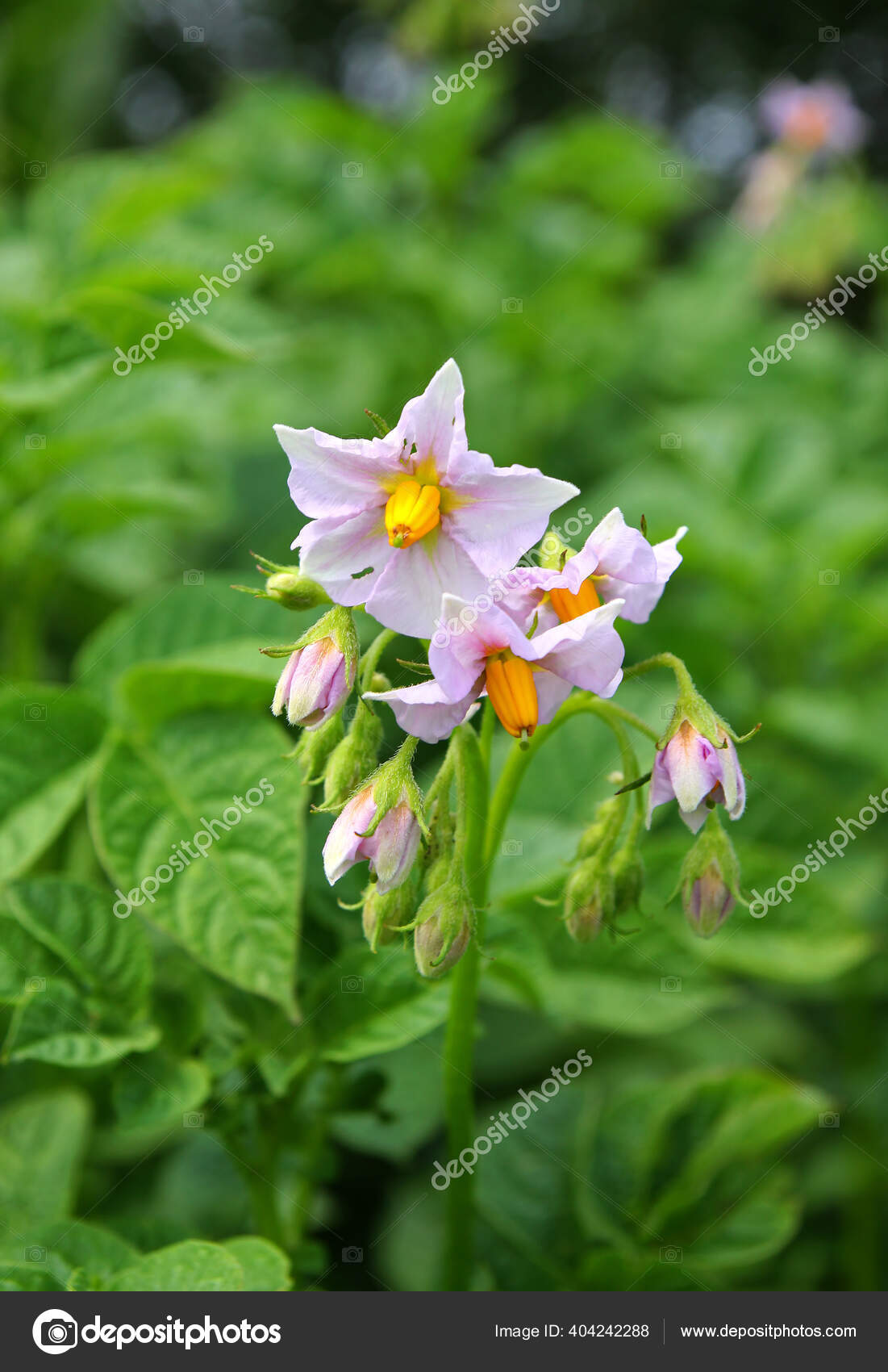 开花的马铃薯绿色叶背上的马铃薯花的宏观摄影 图库照片 C Oliawhite 开花的马铃薯绿色叶背上的马铃薯花的宏观摄影 图库照片 C Oliawhite