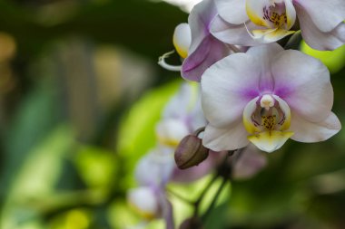 Orkide cins Stadyumu doğa arka plan