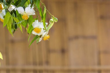 Mesua ferrea (demir ahşap, Hint gül kestane)