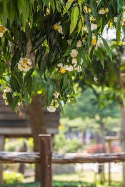 Mesua ferrea (demir ahşap, Hint gül kestane)