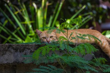 tembel kedi çit üzerinde