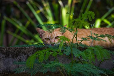 tembel kedi çit üzerinde