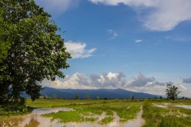 Peyzaj pirinç alan, Tayland