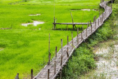 Yeşil pirinç alan Bridge'de bambu