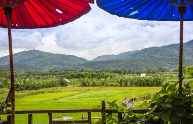 Peyzaj pirinç alan, Tayland