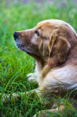 Gardem kahverengi köpek