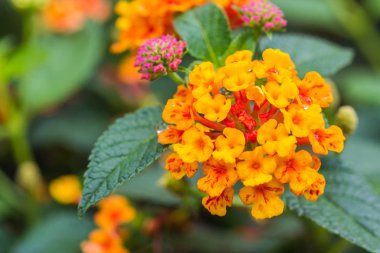 sevimli pembe lantana çiçekler