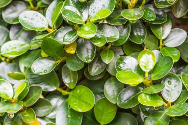 Su damlalı yeşil yaprak