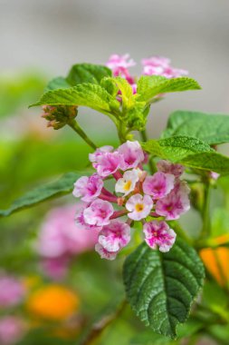sevimli pembe lantana çiçekler