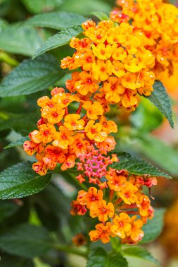 sevimli pembe lantana çiçekler